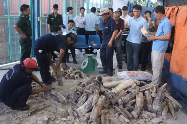 Số ngà voi sau khi được phát hiện. Ảnh: Thu Hòa/ báo Hải quan.