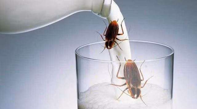 Sữa gián ngon và bổ gấp 3 lần sữa bò, nhưng người ta vắt sữa gián kiểu gì? - Ảnh 4.