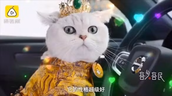 Mỗi lần xuất hiện, chú mèo giúp chủ nhân đút túi cả nghìn đô ảnh 1