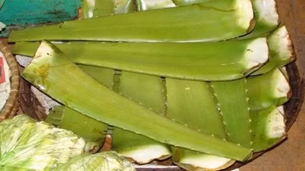 Nhúng miếng nha đam vào nước cốt chanh rồi đem đi đông đá - bí kíp da trắng hồng rạng rỡ chỉ sau 7 ngày 