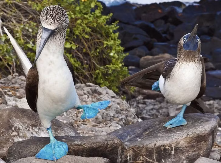 Cặp boobies chân xanh này được bắt gặp ở quần đảo Galapagos.