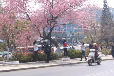 Da Lat huy le hoi hoa mai anh dao vi...hoa khong no - Anh 1