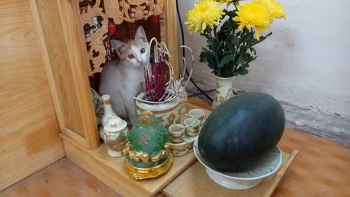 Những chú mèo thích trèo bàn thờ “buôn hoa quả“