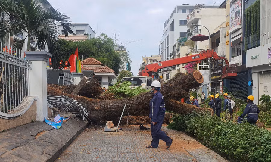 Cây điệp tại Trường THCS Trần Văn Ơn (Quận 1, TPHCM) đổ ngay trước cổng trường ngày 3/4 vừa qua.