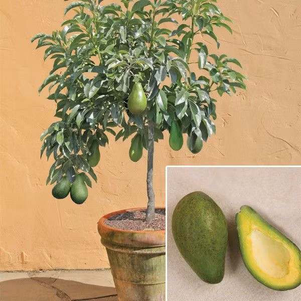 Tự trồng cây bơ trong nhà sai trĩu quả - Ảnh 3 Tự trồng cây bơ trong nhà sai trĩu quả - Ảnh 3