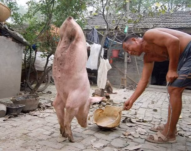Một con lợn khuyết tật đã chào đời tại huyện Mộng Thành, tỉnh An Huy, Trung Quốc vào đầu năm 2011. Wang Xihai, chủ nhân của con lợn, cho biết lợn mẹ đã đẻ 9 con nhưng một con trong số đó không có 2 chân sau. Ông Wang bắt đầu huấn luyện nó di chuyển bằng 2 chân trước và kiên nhẫn thực hiện trong một thời gian dài. Cuối cùng, chú lợn có thể tự đi lại bằng đôi chân của nó. Nhiều người hiếu kỳ đã tới nhà ông Wang để chứng kiến nghị lực sống mạnh mẽ của con vật. Ảnh: List25 25 con vật đột biến có hình thù kỳ quái (kỳ 1)