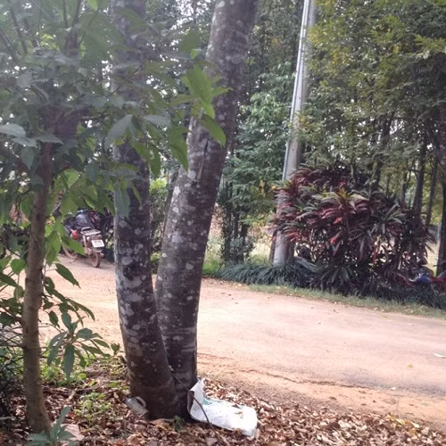 ""Tỷ phú chân đất"" nuôi kiến tạo trầm hương thu hàng chục tỷ đồng ảnh 1 ""Tỷ phú chân đất"" nuôi kiến tạo trầm hương thu hàng chục tỷ đồng ảnh 1