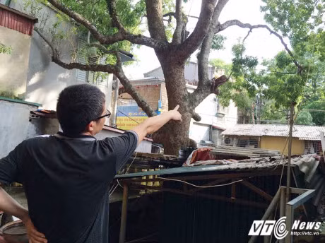 Cay co thu dam xuyen qua nha, hang chuc ho dan song trong so hai - Anh 1