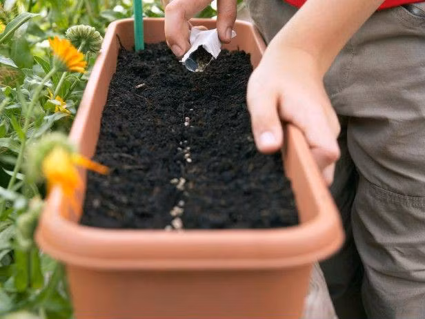 Cách trồng rau xà lách trong thùng xốp cực nhanh, ăn quanh năm không hết ảnh 1