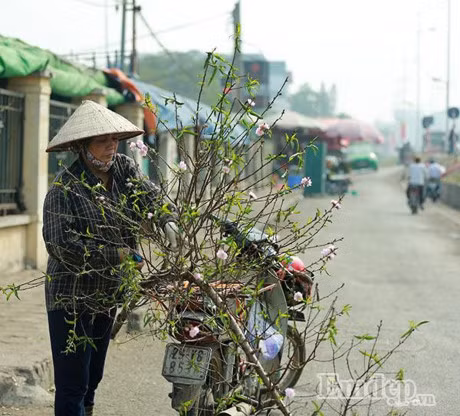 Dao no som 50.000 dong/canh... ron rang xuong pho - Anh 12