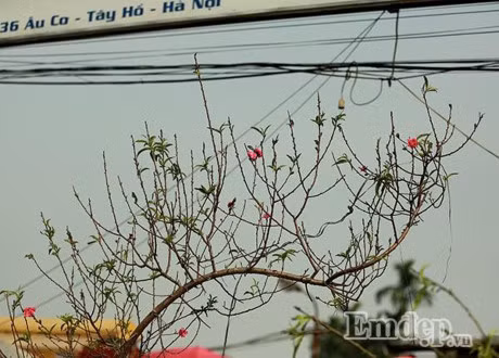 Dao no som 50.000 dong/canh... ron rang xuong pho - Anh 4
