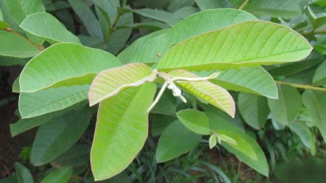 Bài thuốc chữa tiểu đường - ổn định đường huyết bằng lá ổi Bai thuoc chua tieu duong - on dinh duong huyet bang la oi