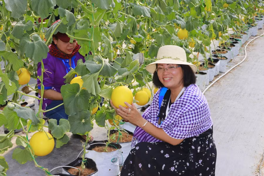 Nữ du khách thích thú với cảm giác được tự tay hái trái dưa lê trong nhà lưới