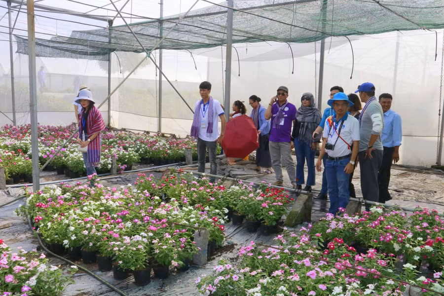 Du khách tham quan khu vực trồng Hoa Dừa cạn trong màng lưới ở Thanh Bình, Đồng Tháp Du khách tham quan khu vực trồng Hoa Dừa cạn trong màng lưới ở Thanh Bình, Đồng Tháp