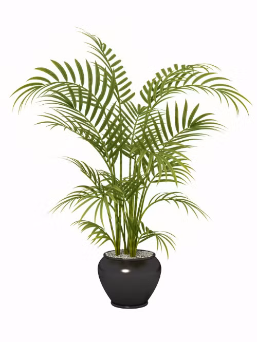 12 loại cây cảnh giúp thanh lọc độc tố trong không khí ảnh 11 12 loại cây cảnh giúp thanh lọc độc tố trong không khí