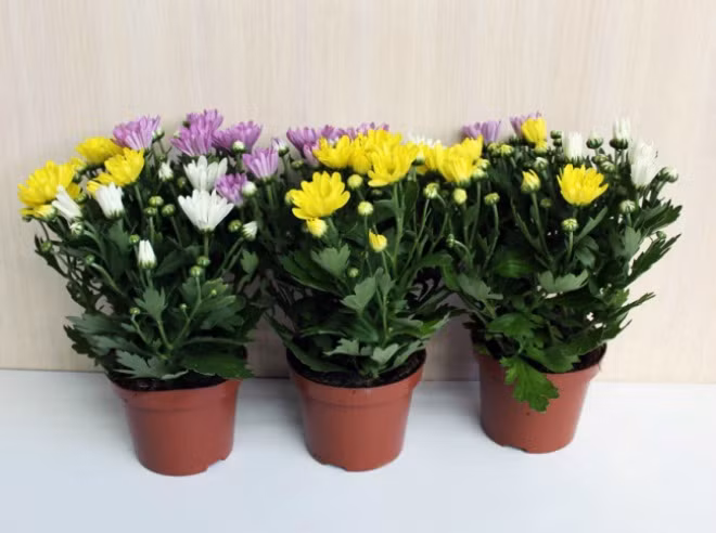 12 loại cây cảnh giúp thanh lọc độc tố trong không khí