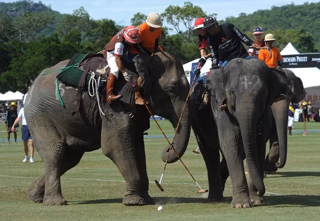 Môn polo cưỡi voi: Đây là môn thể thao nổi tiếng ở Thái Lan. Những chú voi được huấn luyện đặc biệt cho môn này. Môn polo cưỡi voi: Đây là môn thể thao nổi tiếng ở Thái Lan. Những chú voi được huấn luyện đặc biệt cho môn này.