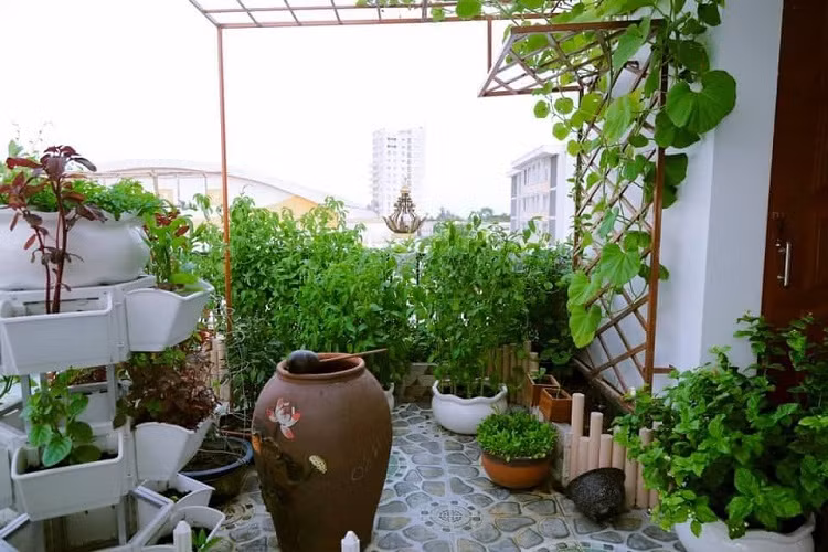 Khu vườn tuy nhỏ so với diện tích của toàn căn nhà nhưng vừa đủ để bữa cơm gia đình có những món ăn xanh sạch, chuẩn hương vị “của nhà trồng được”.