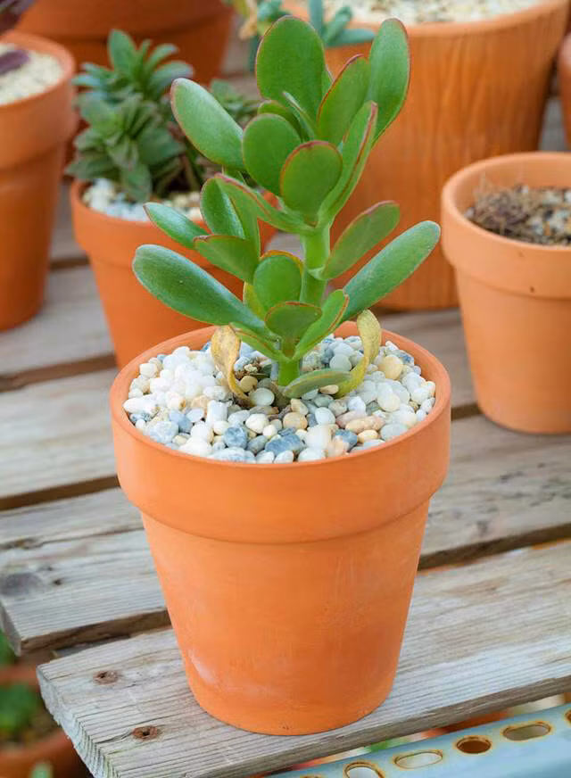 Muốn tránh xa xui xẻo trong nhà phải có một trong những loại cây này
