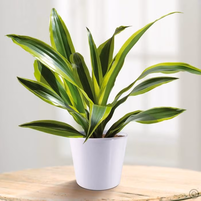 Muốn tránh xa xui xẻo trong nhà phải có một trong những loại cây này