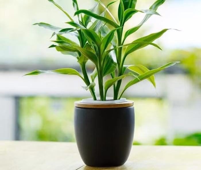 Muốn tránh xa xui xẻo trong nhà phải có một trong những loại cây này