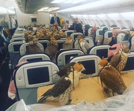 80 chim ung cua hoang tu Saudi duoc cham soc the nao? - Anh 1