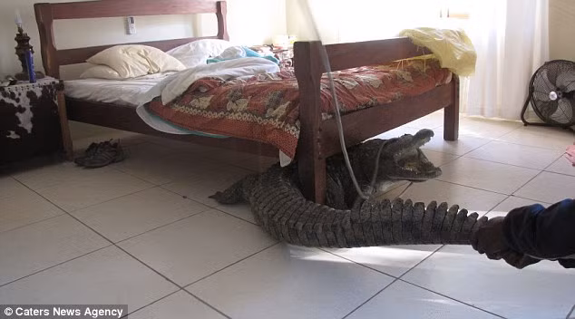 Whittall buộc phải gọi một số đồng nghiệp tới giúp đưa con cá sấu ra khỏi ngôi nhà và thả nó trở lại con đập Chigwidi.