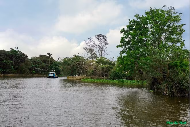 Vương quốc của các loài cò ở Hải Dương ảnh 9