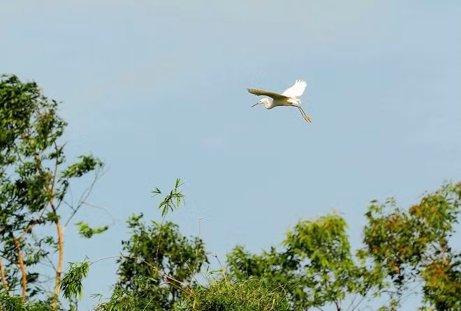 Vương quốc của các loài cò ở Hải Dương ảnh 6