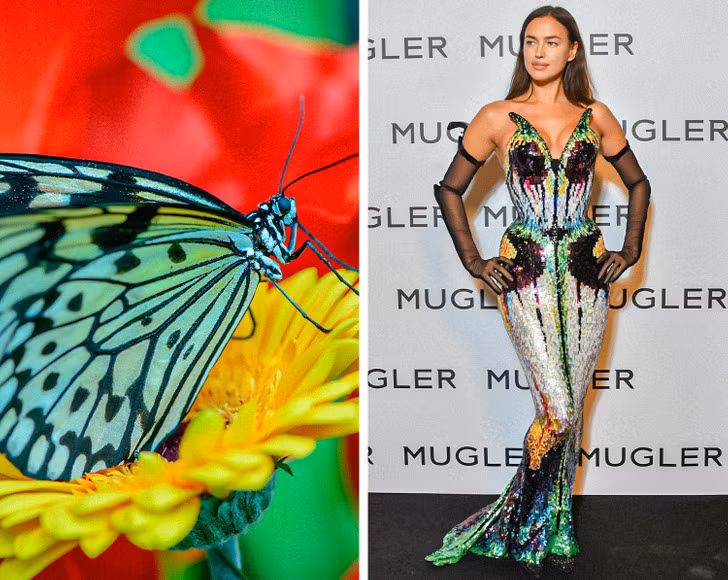 Con bướm - Irina Shayk