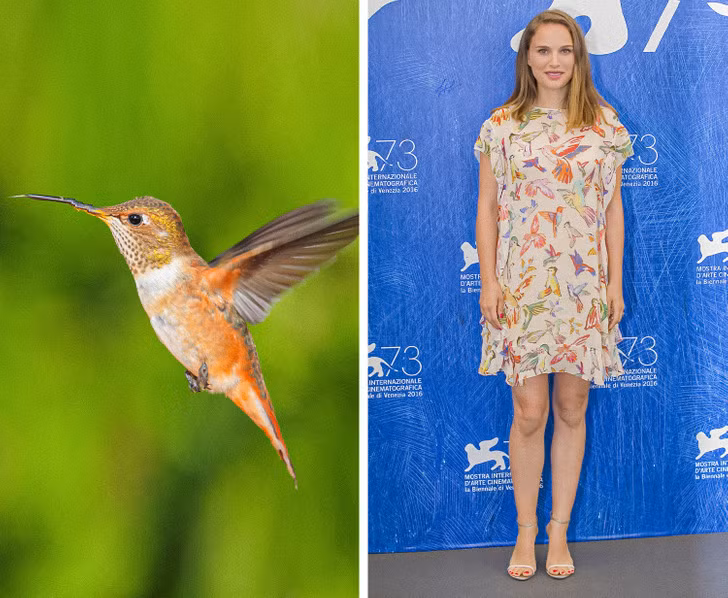 Chim ruồi - Natalie Portman