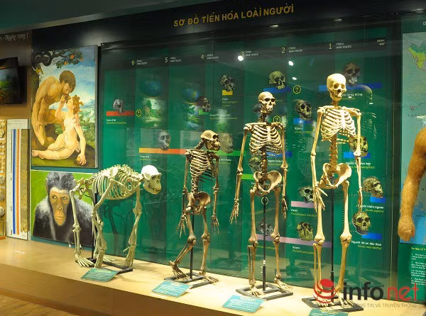 Xem mẫu vật khủng long, hổ, báo, gấu... ở Bảo tàng Thiên nhiên Việt Nam