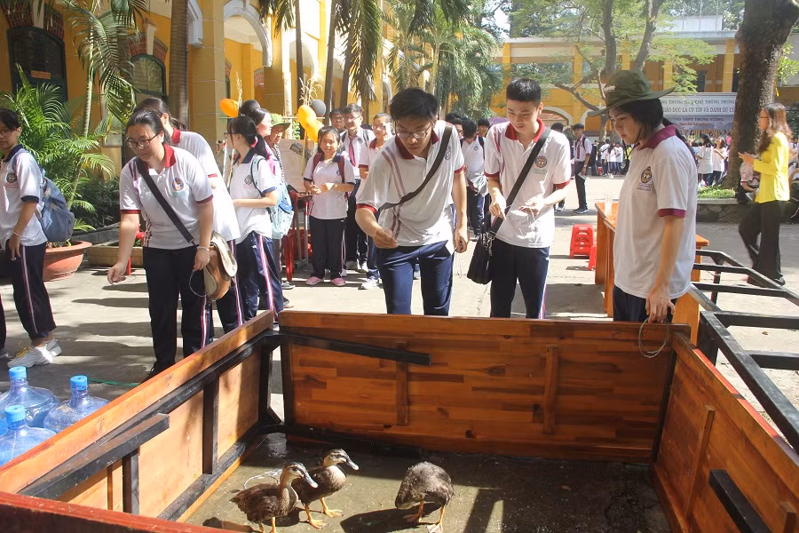 Cùng nhau chơi trò ném vòng cổ vịt