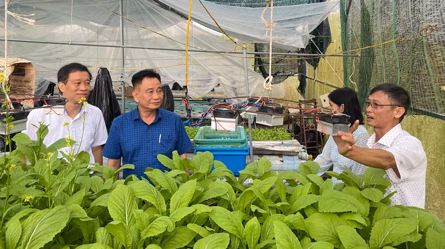 Khu vực thực nghiệm nông nghiệp tại Trường ĐH Kiên Giang. Ảnh: NTCC