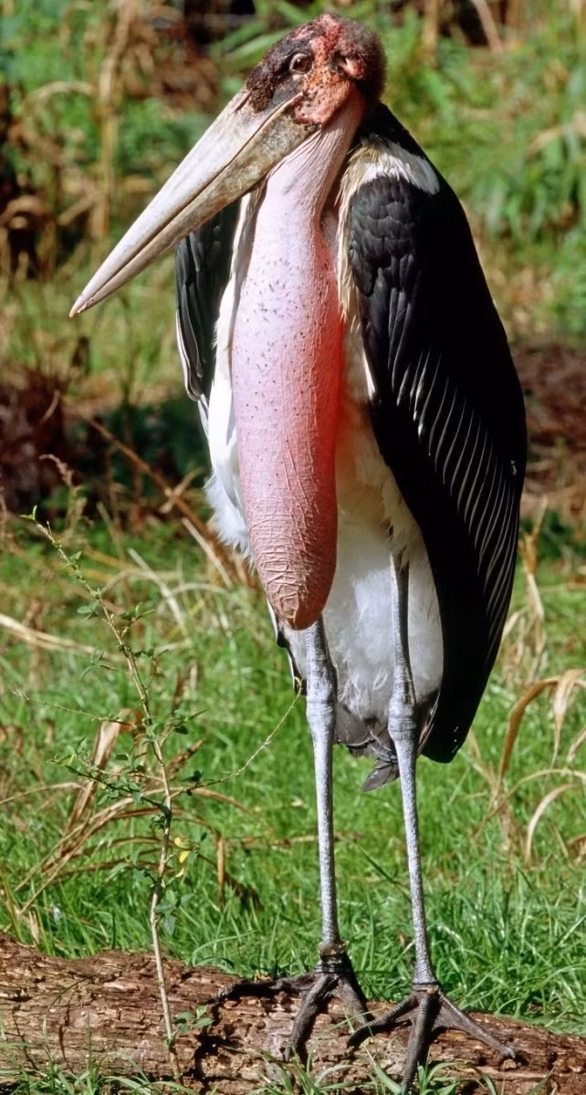 Cò Marabou là một loài chim lội lớn trong họ Hạc. Nó là loài ở châu Phi phía nam sa mạc Sahara, trong môi trường sống ẩm ướt và khô cằn, thường gần sống của con người, đặc biệt là bãi rác. Đôi khi nó được gọi là "người tổ chức tang lễ" do bề ngoài của nó