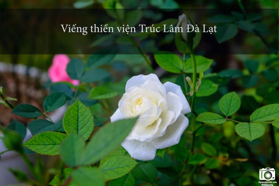 Thiền viện có kiến trúc rất đẹp và cổ kính, nằm lọt thỏm trong những cánh rừng thông xanh mát. Khuôn viên thiền viện trồng rất nhiều loài hoa đẹp và đặc trưng của Đà Lạt như hoa móng rồng, hoa cẩm tú cầu, hoa hồng…