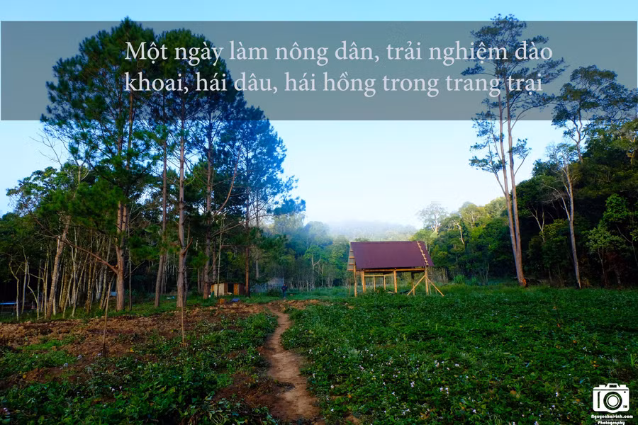 Khu vực chúng tôi cắm trại là một nông trại của người dân. Họ trồng cả khoai lang, dâu, hồng để du khách có thể trải nghiệm cảm giác một ngày làm nông dân.