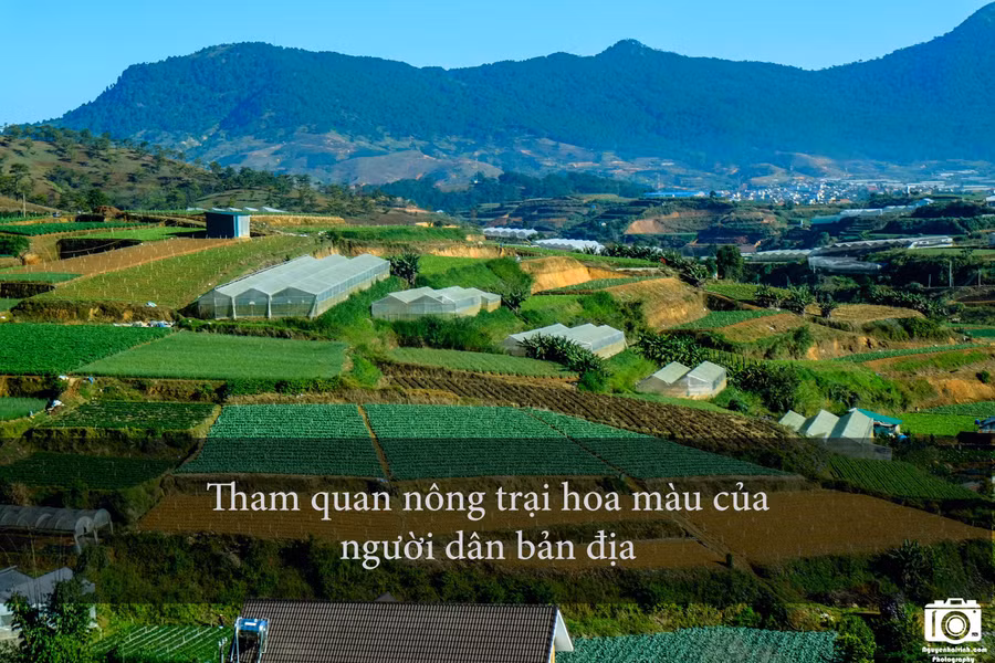 Vùng ngoại ô Đà Lạt có rất nhiều trang trại trồng rau, hoa màu của người dân bản địa. Du khách có thể xin chủ trang trại vào tham quan, chụp hình. Người dân ở đây rất dễ gần và mến khách.