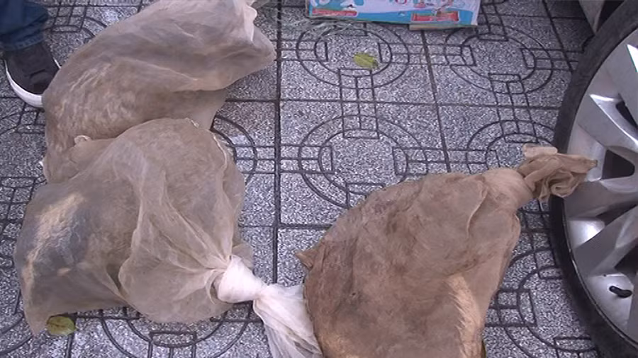 3 cá thể cầy hương được phát hiện trên xe khách.
