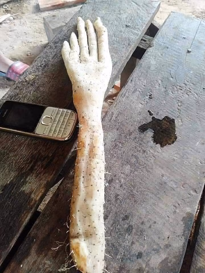 Kinh hãi củ khoai hình... bàn tay ảnh 1