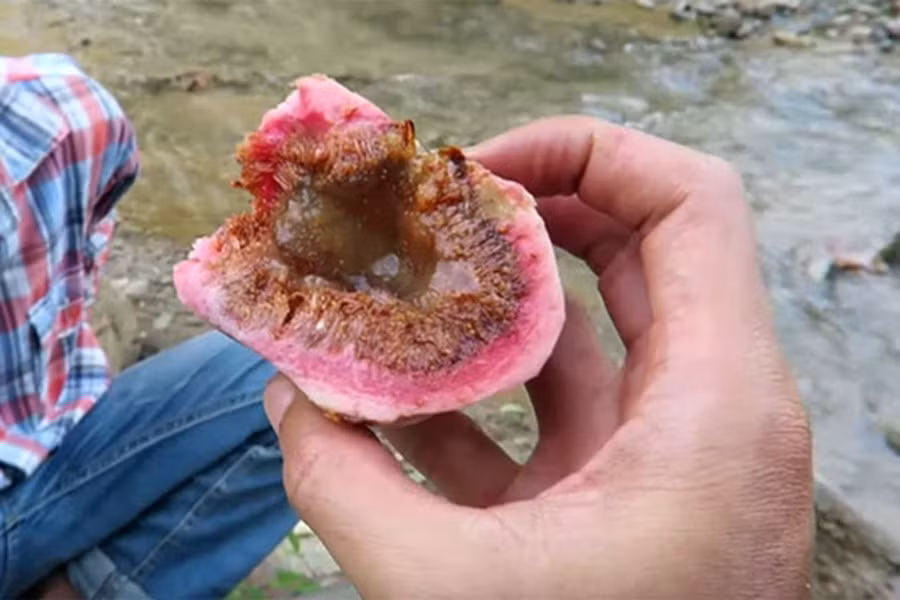 Quả vả cũng là thức ăn vặt từ thiên nhiên được nhiều lũ trẻ vùng quê yêu thích. Hiện nay, loại quả này kiếm được nhiều nhất ở khu vực Thừa Thiên Huế.