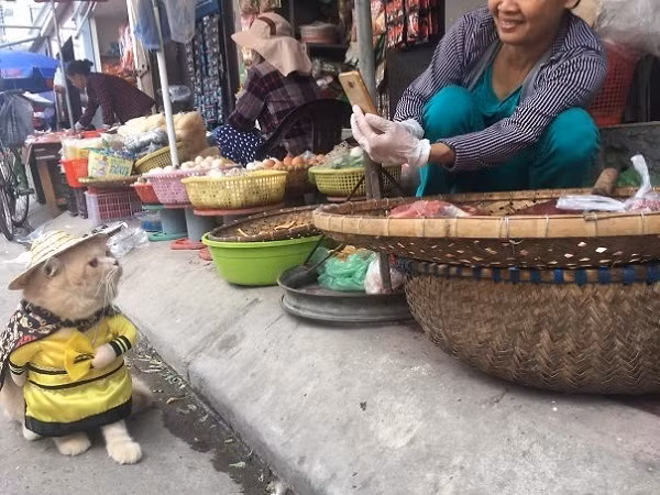 Quàng thượng hôm nay vi hành chợ cá, "nhà ngươi" buôn bán có được không?