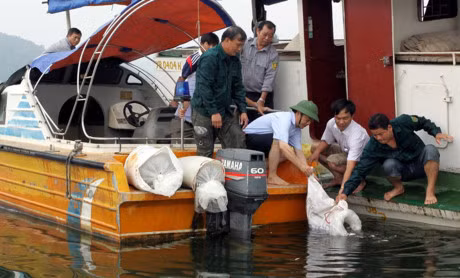 Vua ca khong lo Tay Bac o dau? - Anh 3