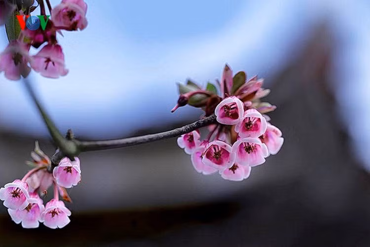 Ngắm hoa đào chuông rực rỡ trên đỉnh Bà Nà