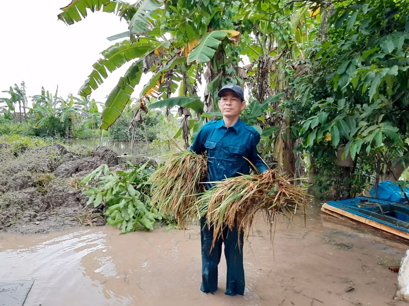 Lực lượng Dân quân tự vệ vận chuyển lúa vừa thu hoạch vào tận nhà dân.