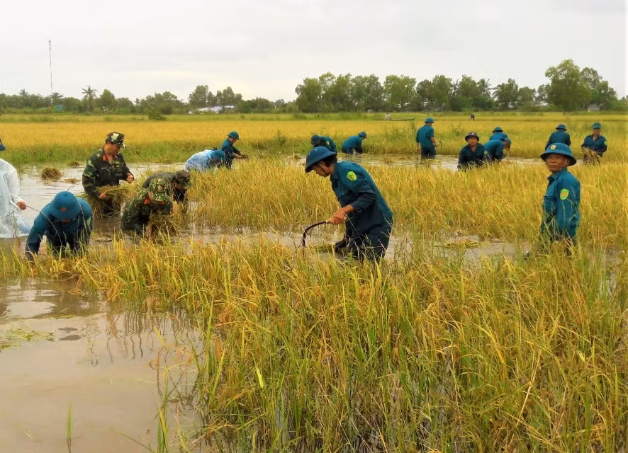 Lực lượng bộ đội, dân quân tự vệ hỗ trợ người dân huyện Trần Văn Thời khắc phục khó khăn do ngập lụt.
