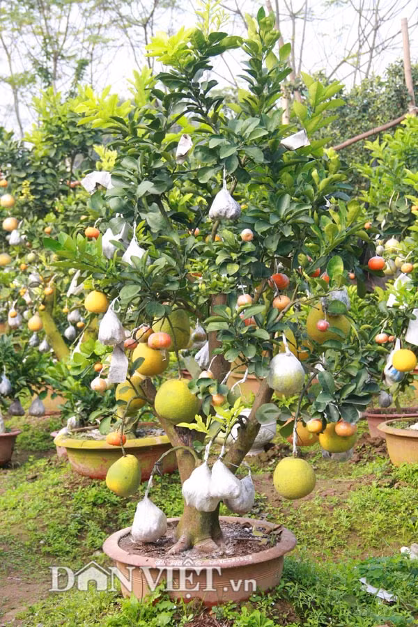  Cây Thập toàn, thập mĩ với 10 loại quả gồm bưởi hoàng, bưởi Diễn, bưởi da xanh, phật thủ, quýt, cam đường, cam Vinh, quất, chanh, chanh đào, giá bán từ 1,5 đến 8 triệu đồng/cây. Ảnh: Dân Việt 