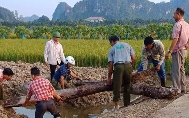 Trước đó, hai cọc gỗ hàng nghìn năm tuổi được phát hiện bên sông Bạch Đằng