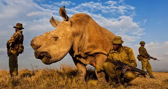 Sudan trong vòng vây bảo vệ. Ảnh: Carters News