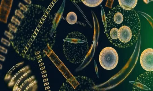 Hình ảnh dưới kính hiển vi của sinh vật phù du ở Nam Đại Dương. Ảnh: Trinity News Daily. VNE-Phytoplankton-5975-1437381753.jpg